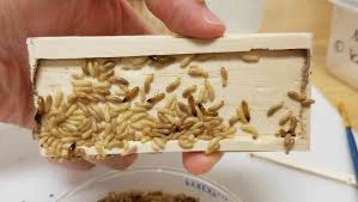termite n pest treatment