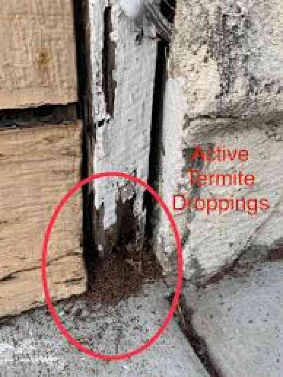pest and termite control