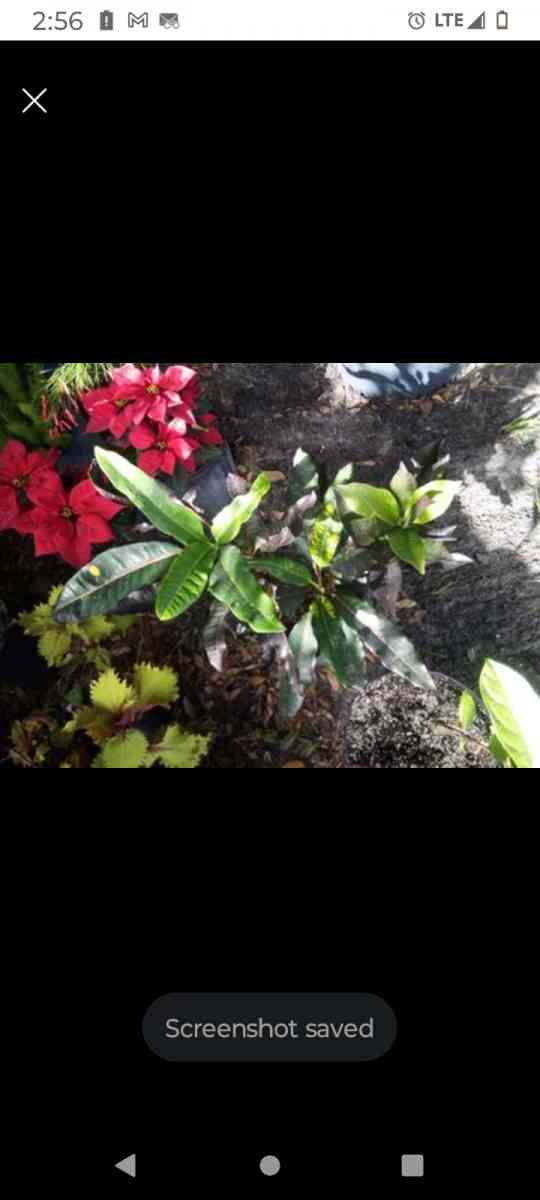 plants citrus all types