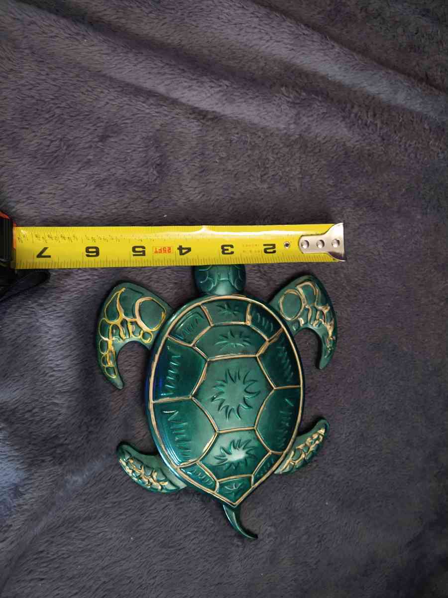 Mr turtle is looking for home