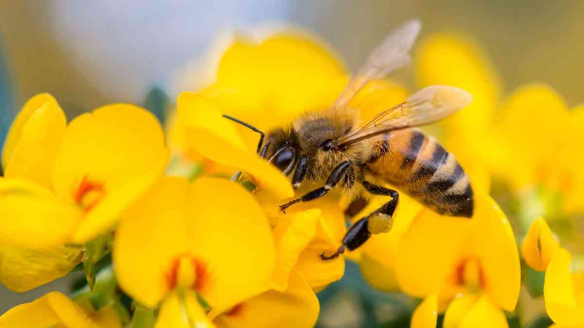Free Bee Inspection and Removal ClovisFresnoSangerTollhouse