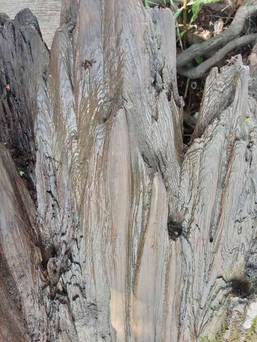 cypress driftwood