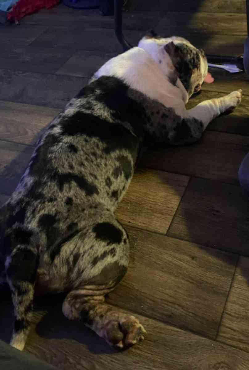 bulldog and pocket bully