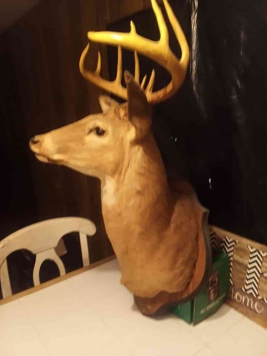 1981 Mounted White tail Deer