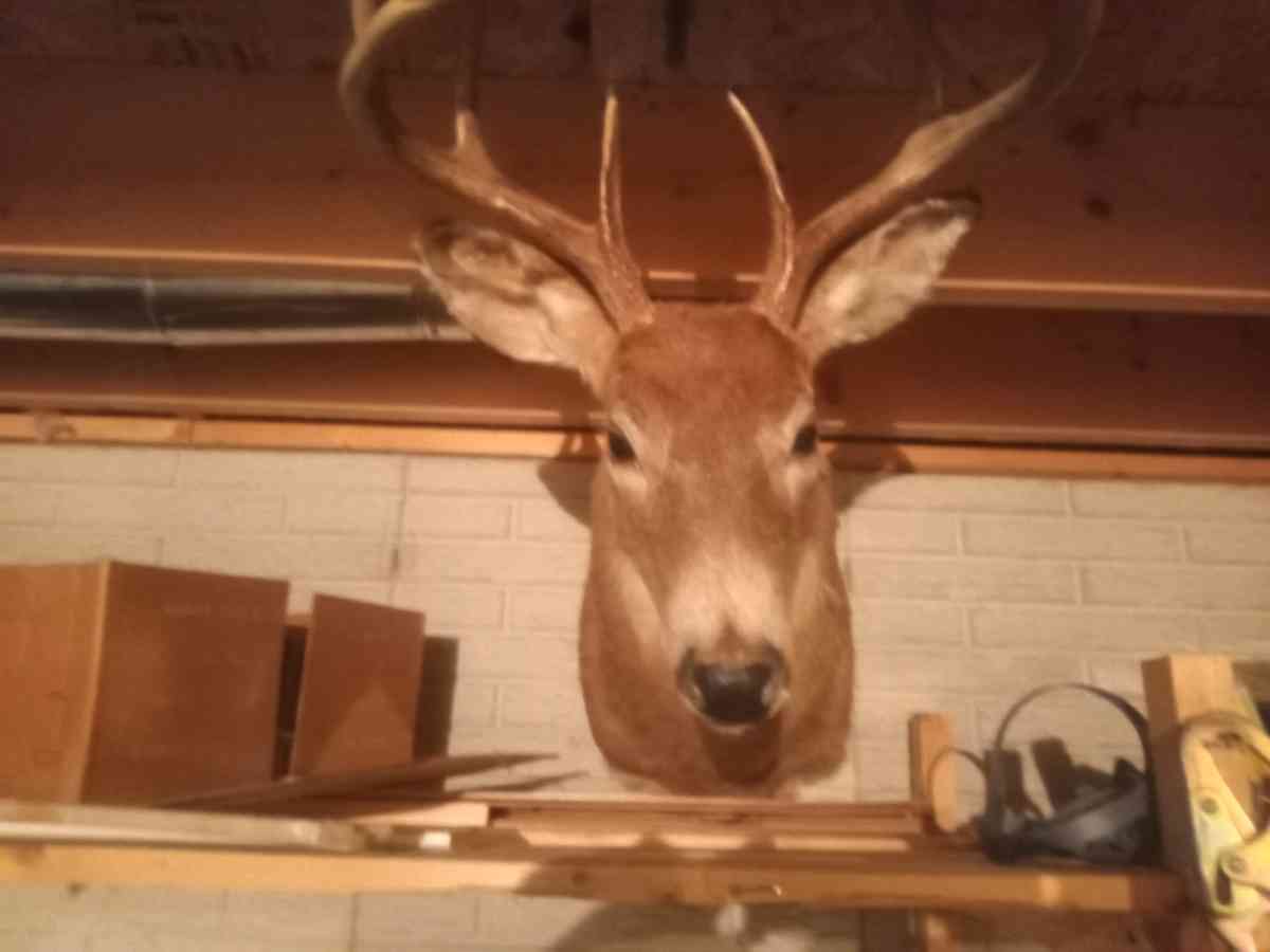 white tail deer mount 8 point