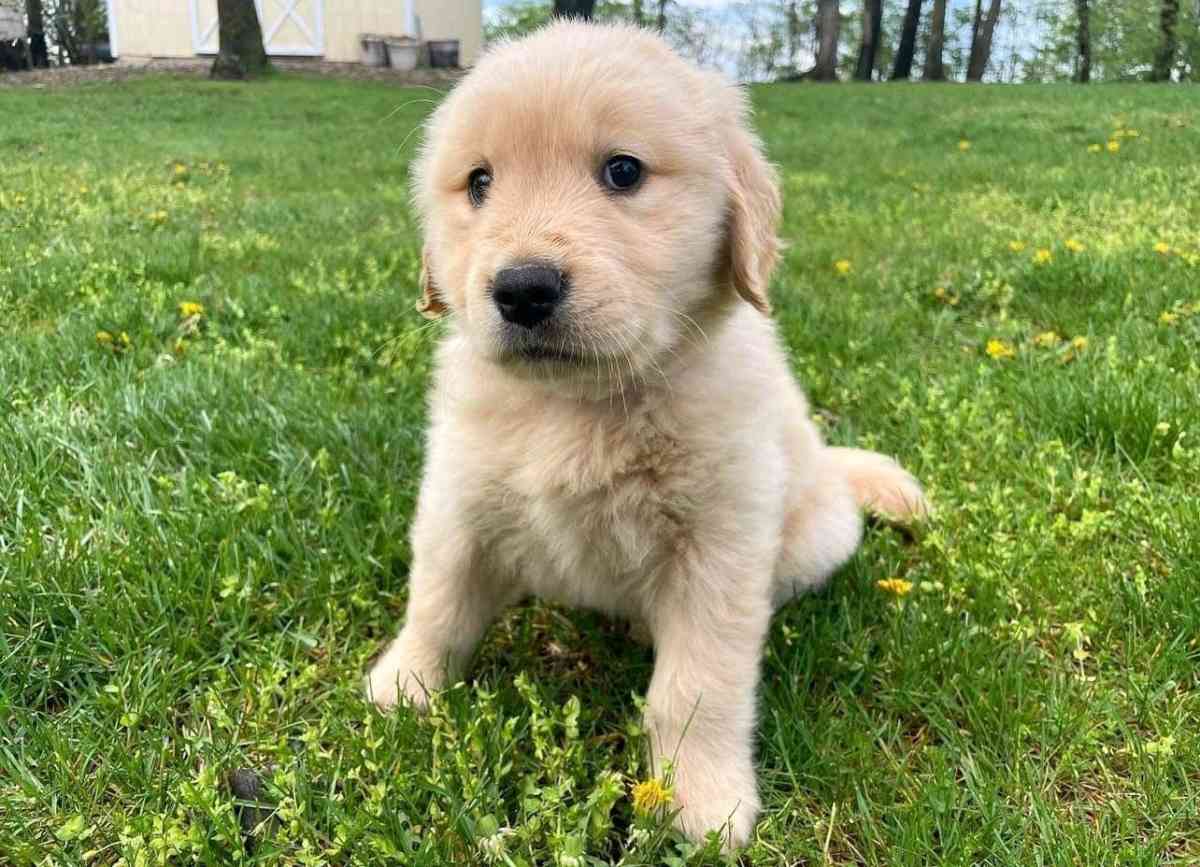 golden retriever puppy