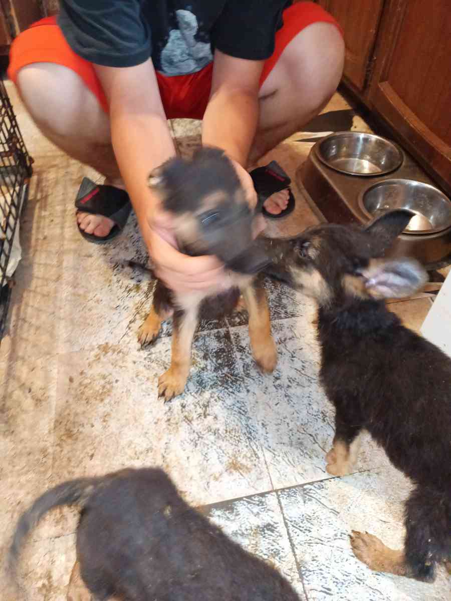 11 weeks old pure breed German Shepherds puppies