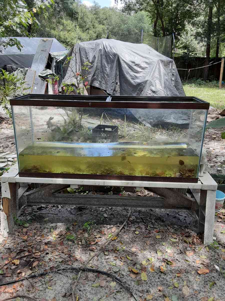 large and small fish tanks the large wood is 50