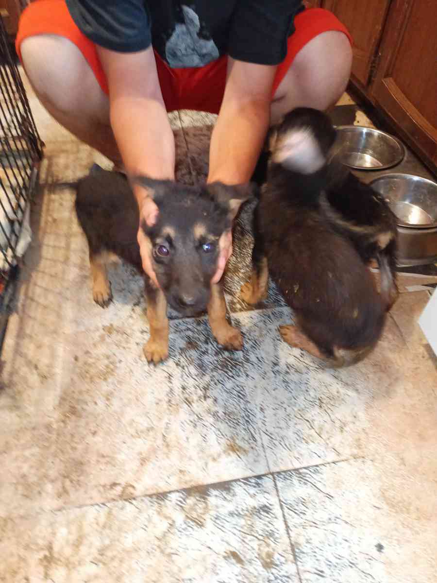 11 weeks old pure breed German Shepherds puppies