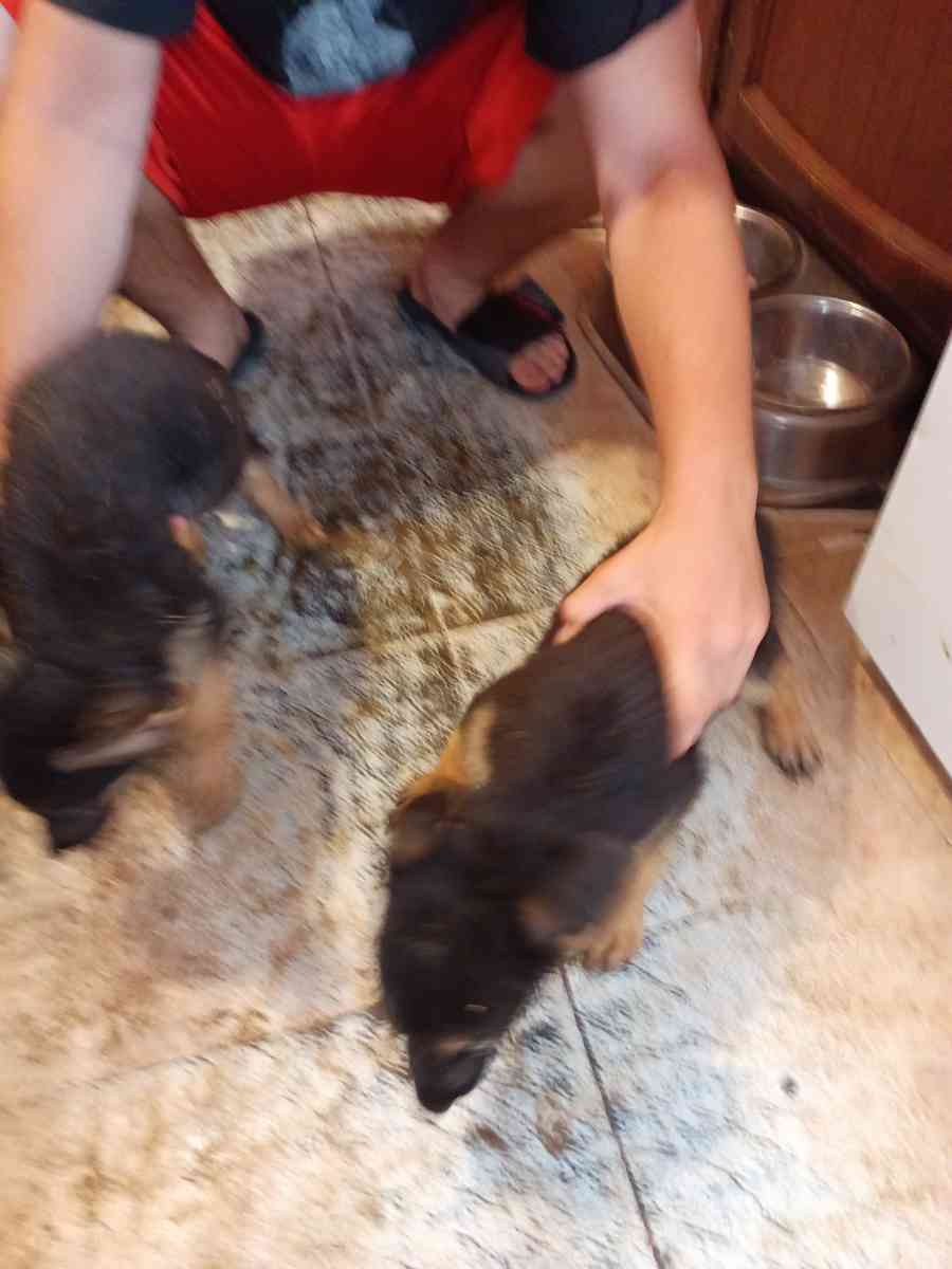 11 weeks old pure breed German Shepherds puppies