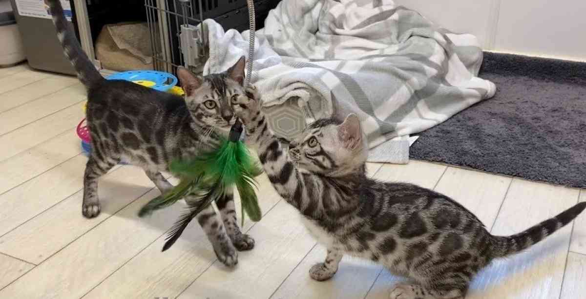 House trained Belgal kittens