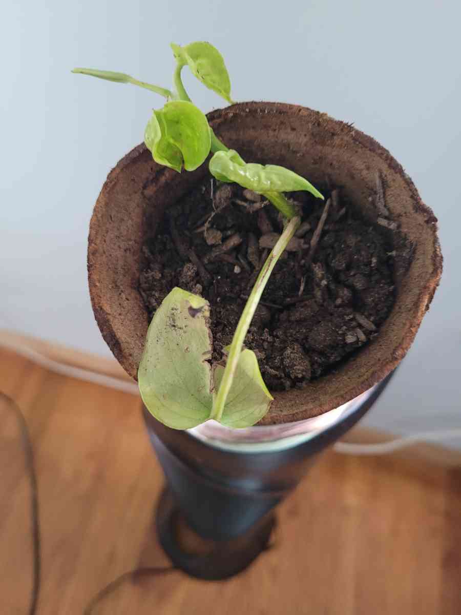 house  plant