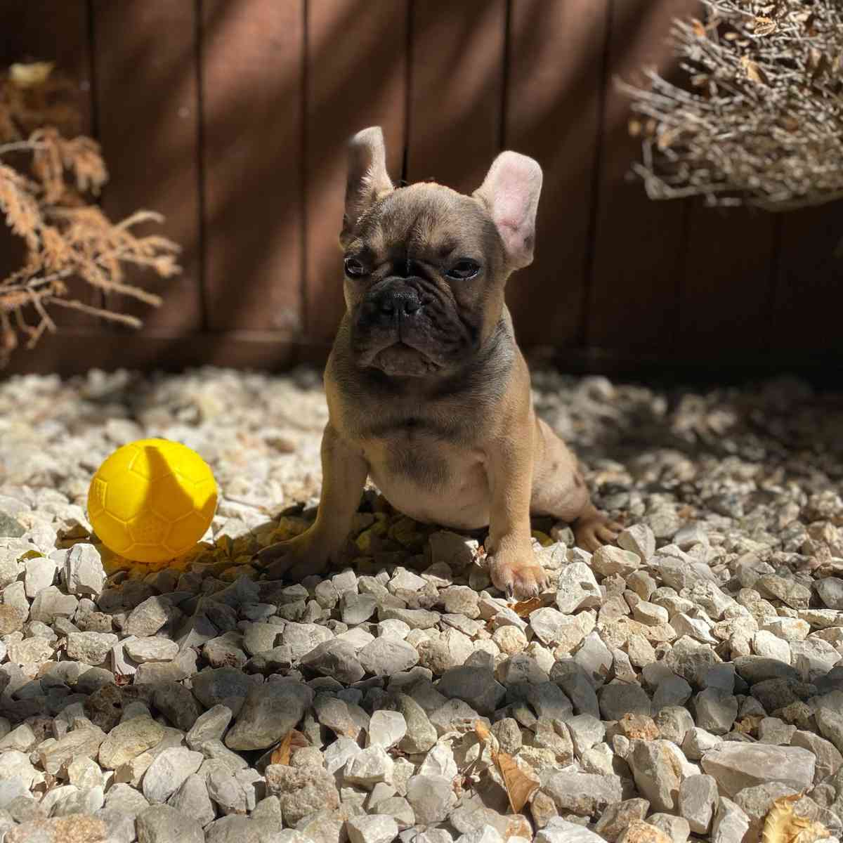 frenchie puppies