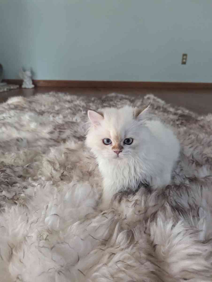 Chinchilla Kitten fluffy male