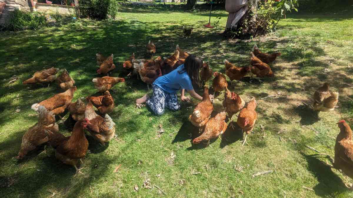 Hens and Roosters