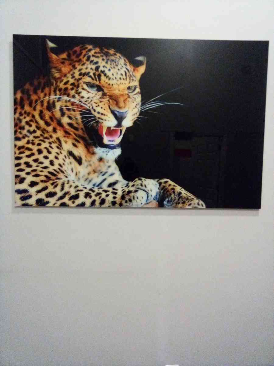 Cheetah Wall Art Decorate Picture glass