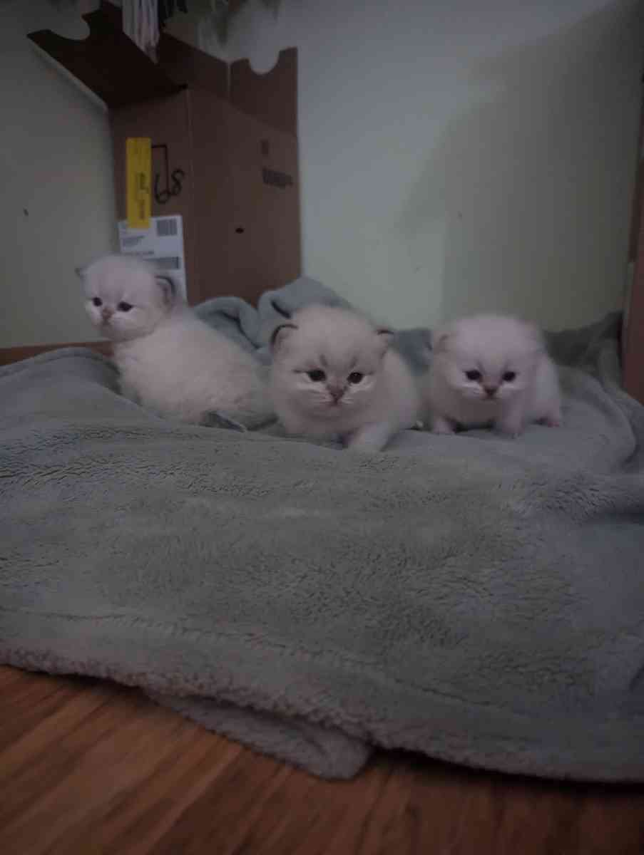white kitten chinchillas