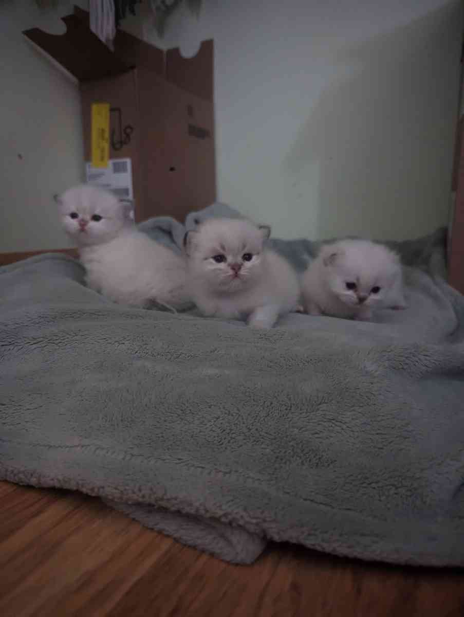 white kitten chinchillas