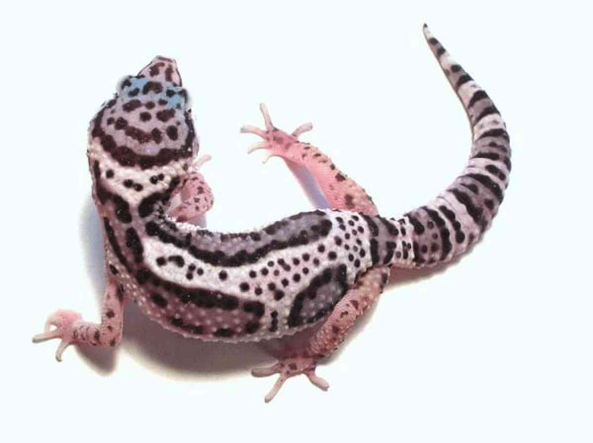 leopard Geckos