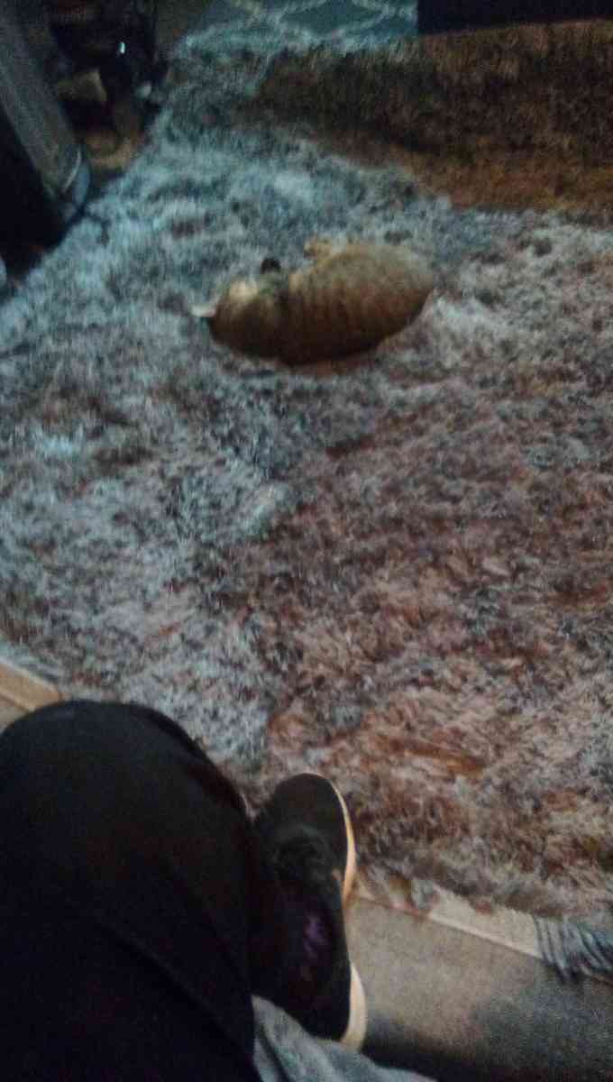 large shaggy rug