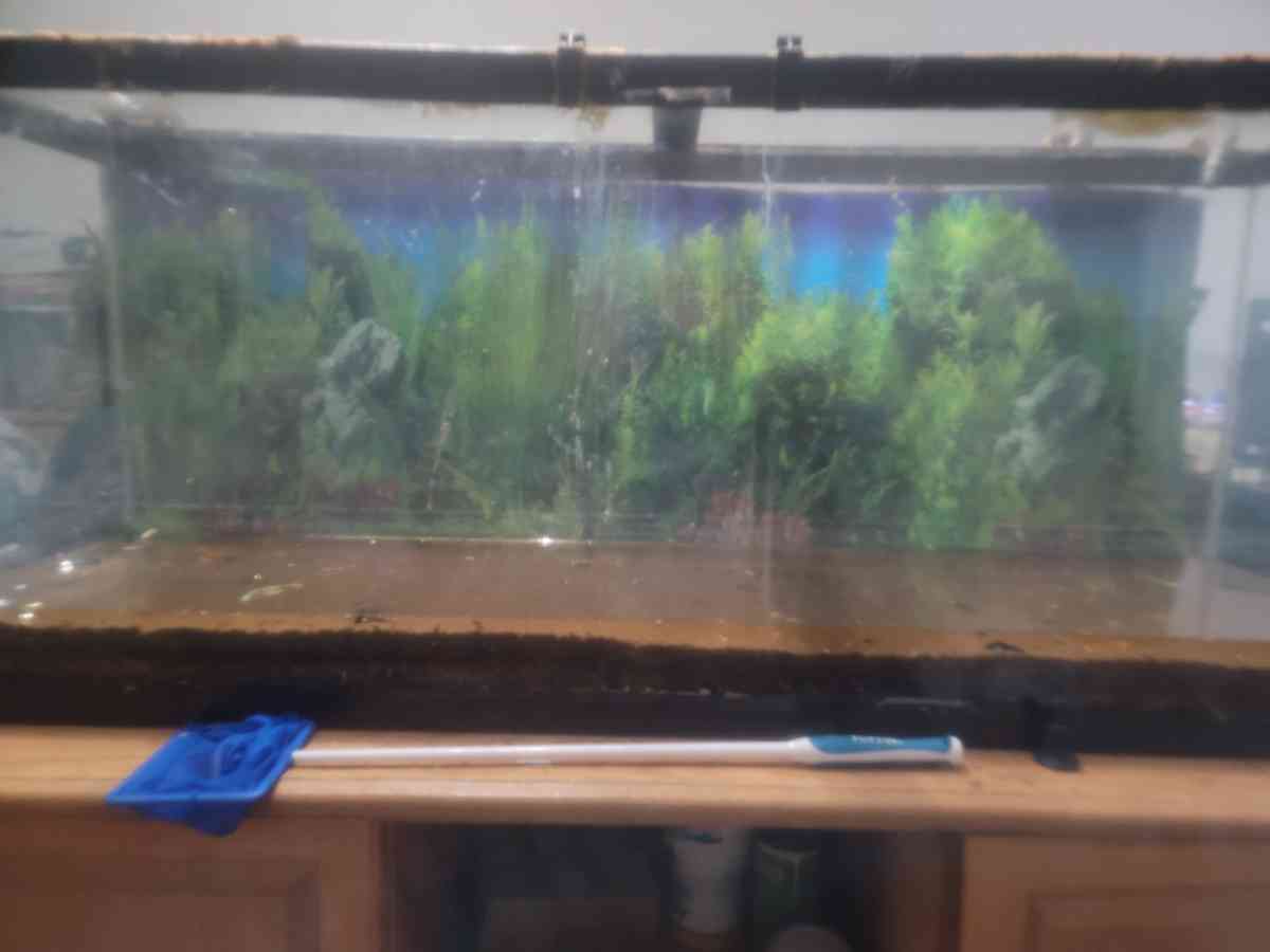55 gal fish tank