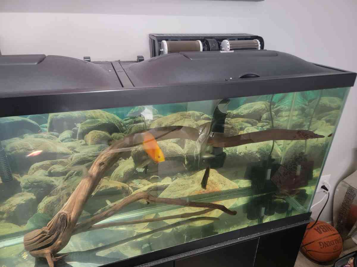 75 gallon Aquarium