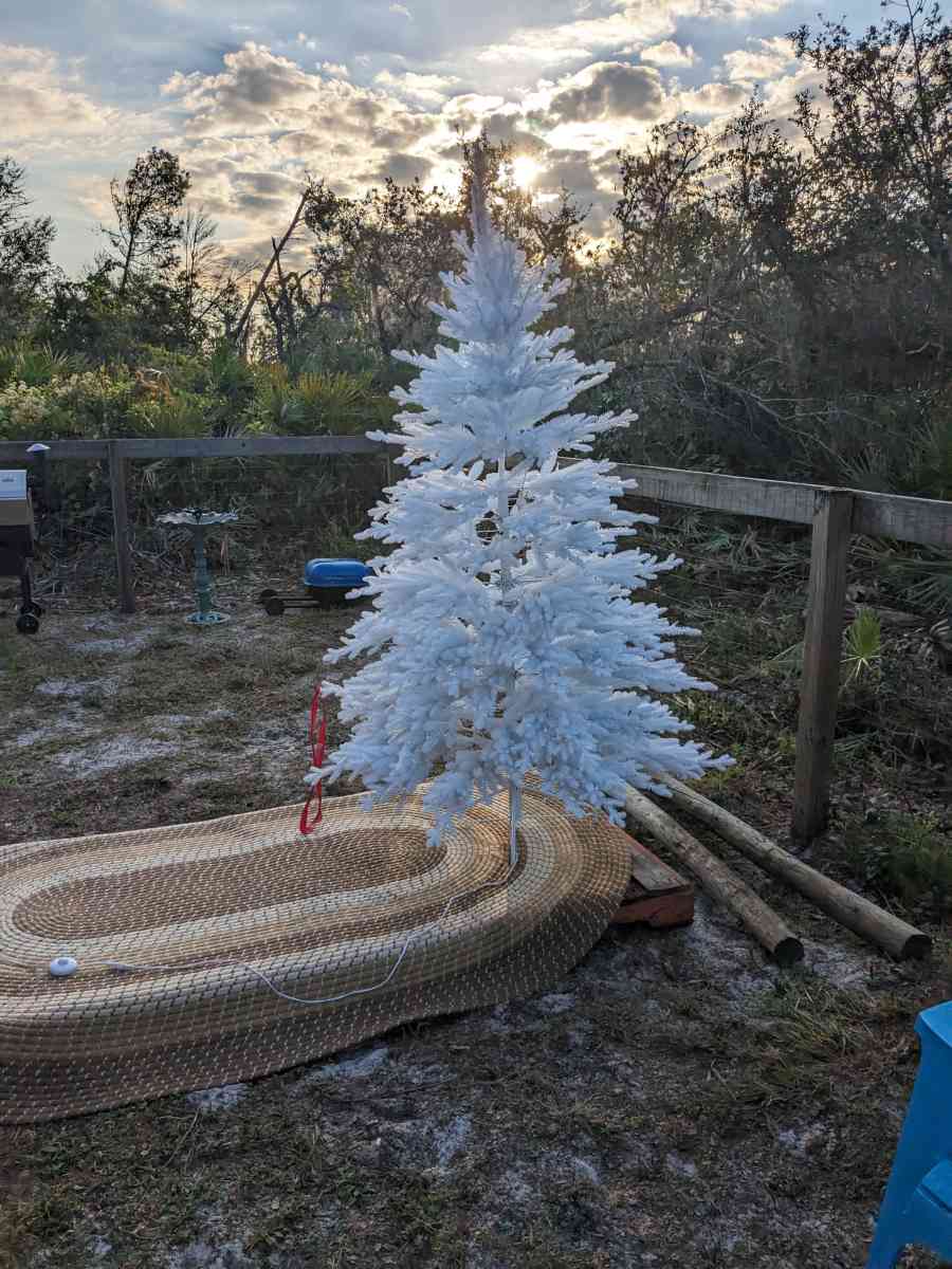 Balsam Christmas tree  Denali white