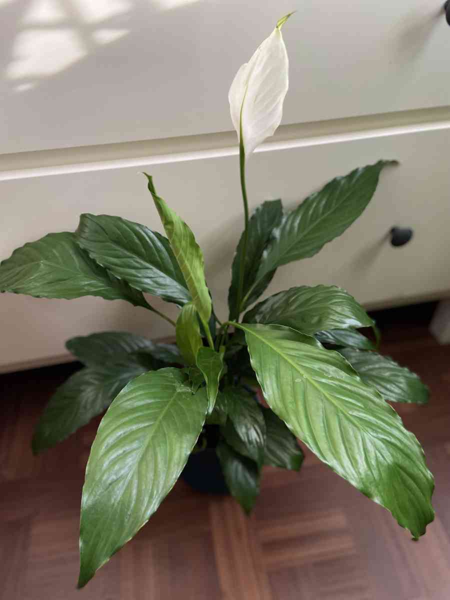 peace lily with creamic pot