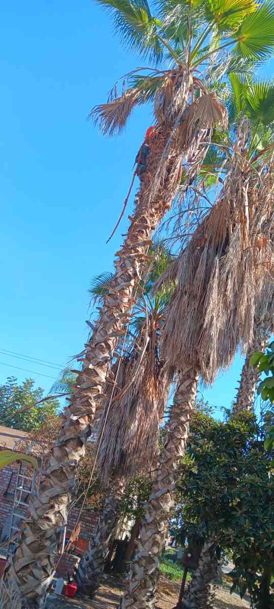 tree climbing trimminf