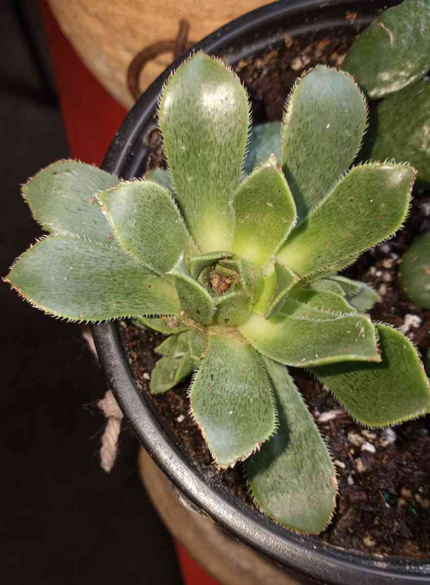Aeonium succulents