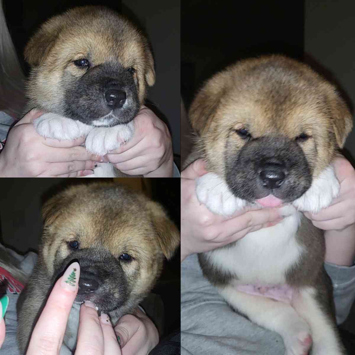 Akita pup Needs a forever home