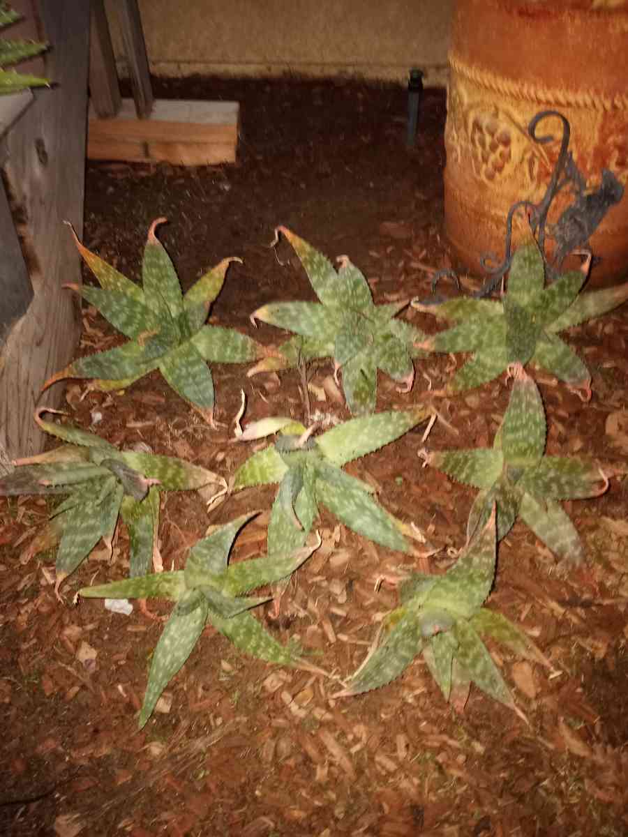 succulents Soap Aloe