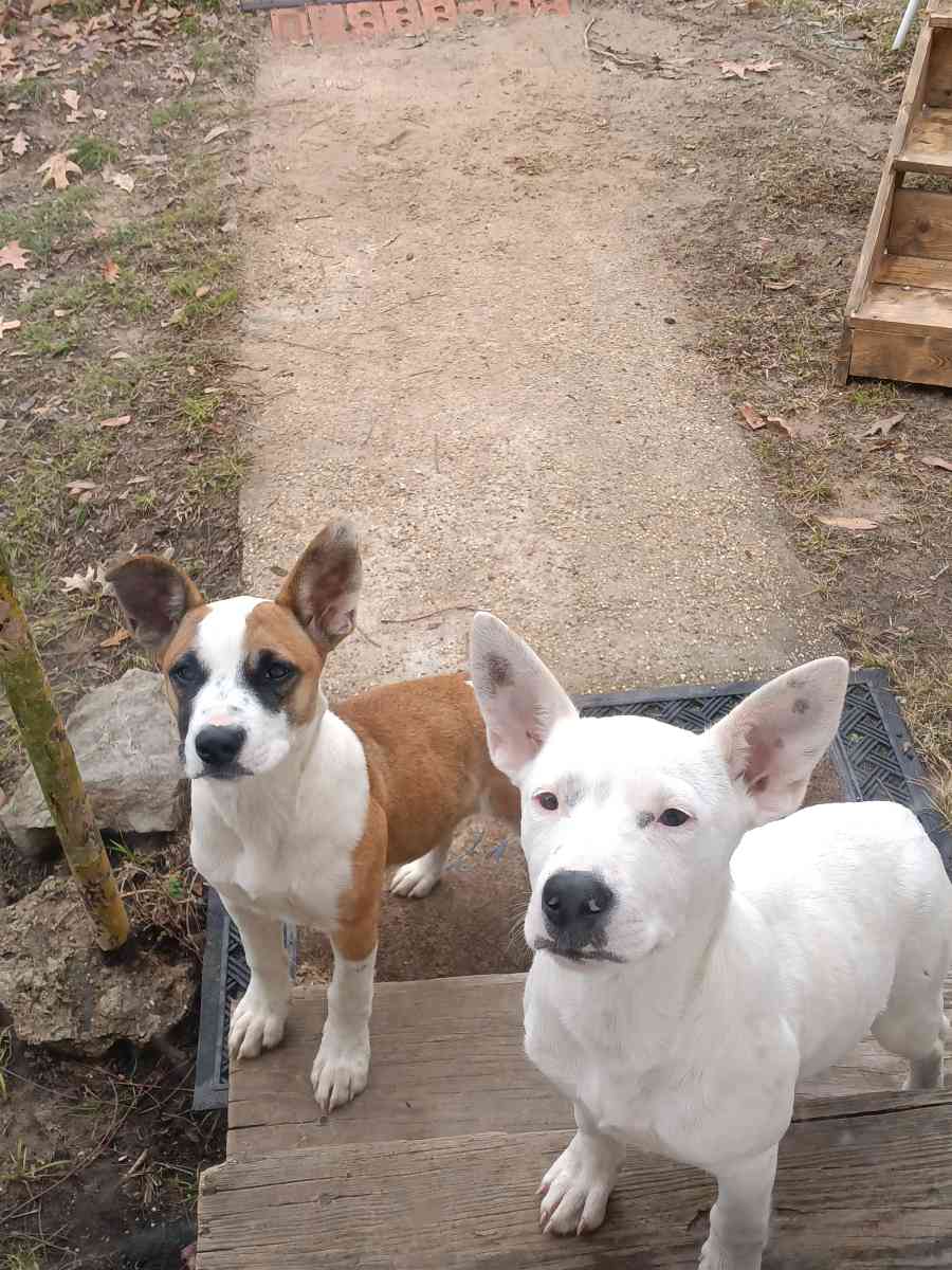 2 mix breed puppies