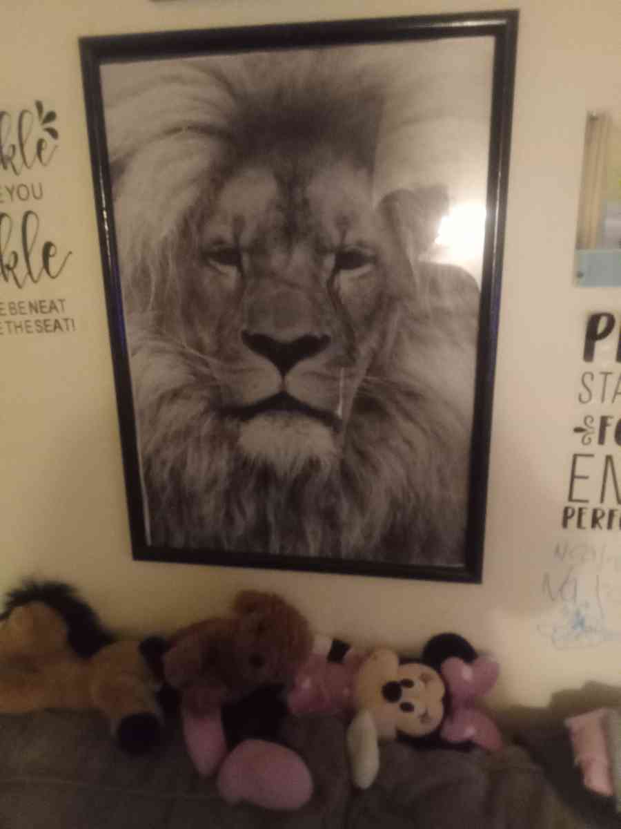 lion picture in frame