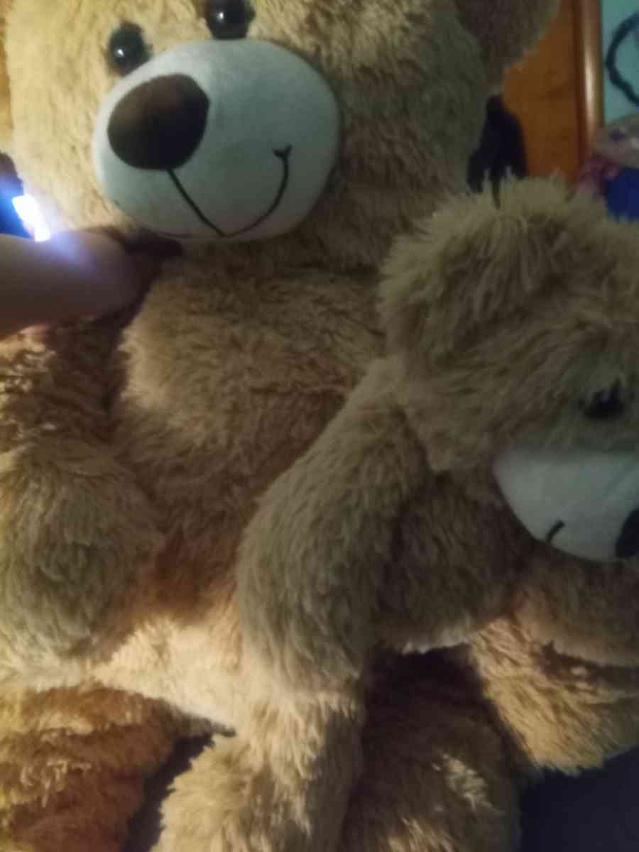 new teddy bear