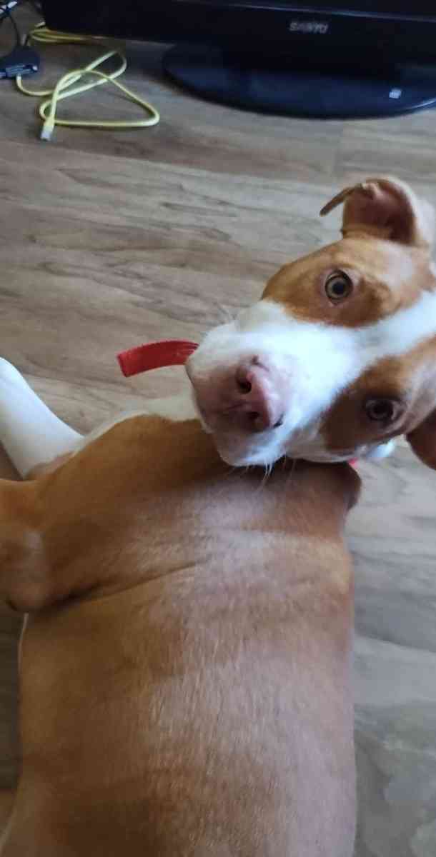 6 months old pitbull he is train and kids friendly