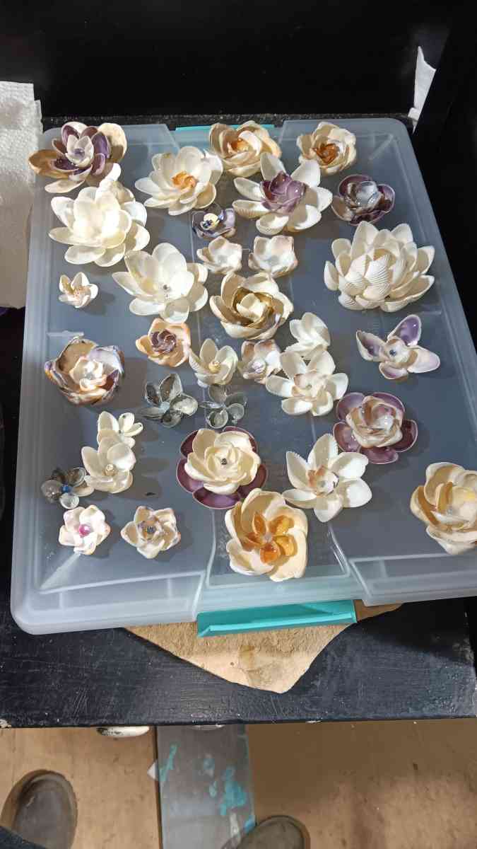 Seashells for crafts or jewelry