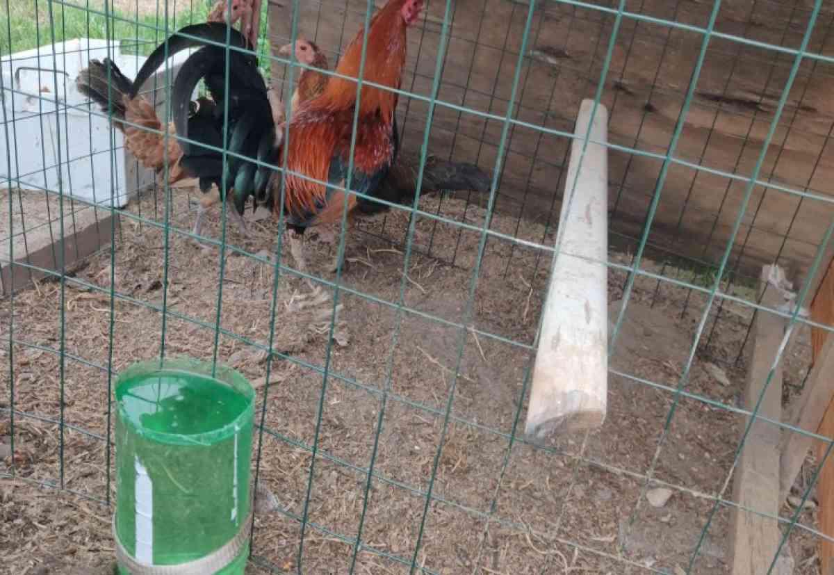 Rooster and Chickens