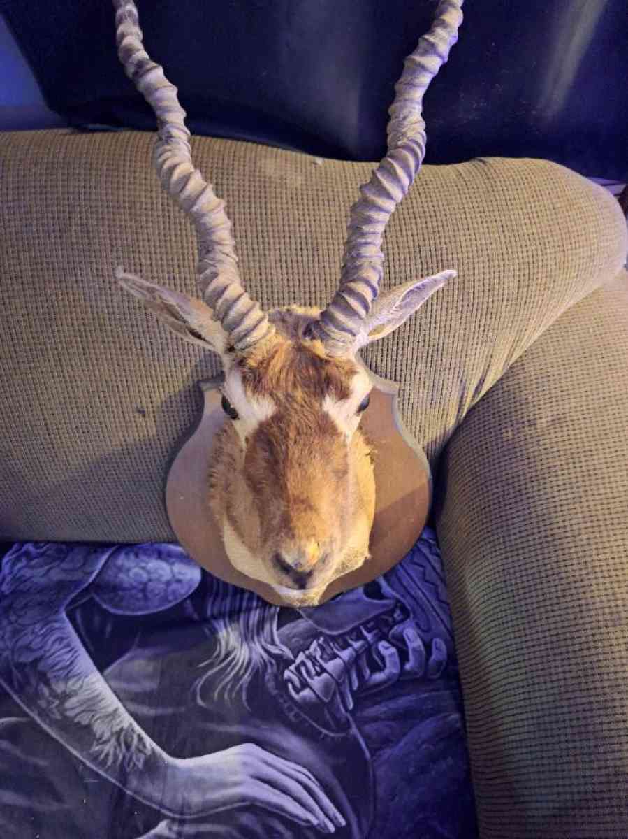 Wildlife Trophy Shoulder mount of BlackBuck