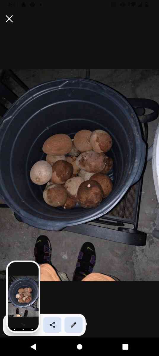 mameys - Homestead, Florida - FleaMarketBay