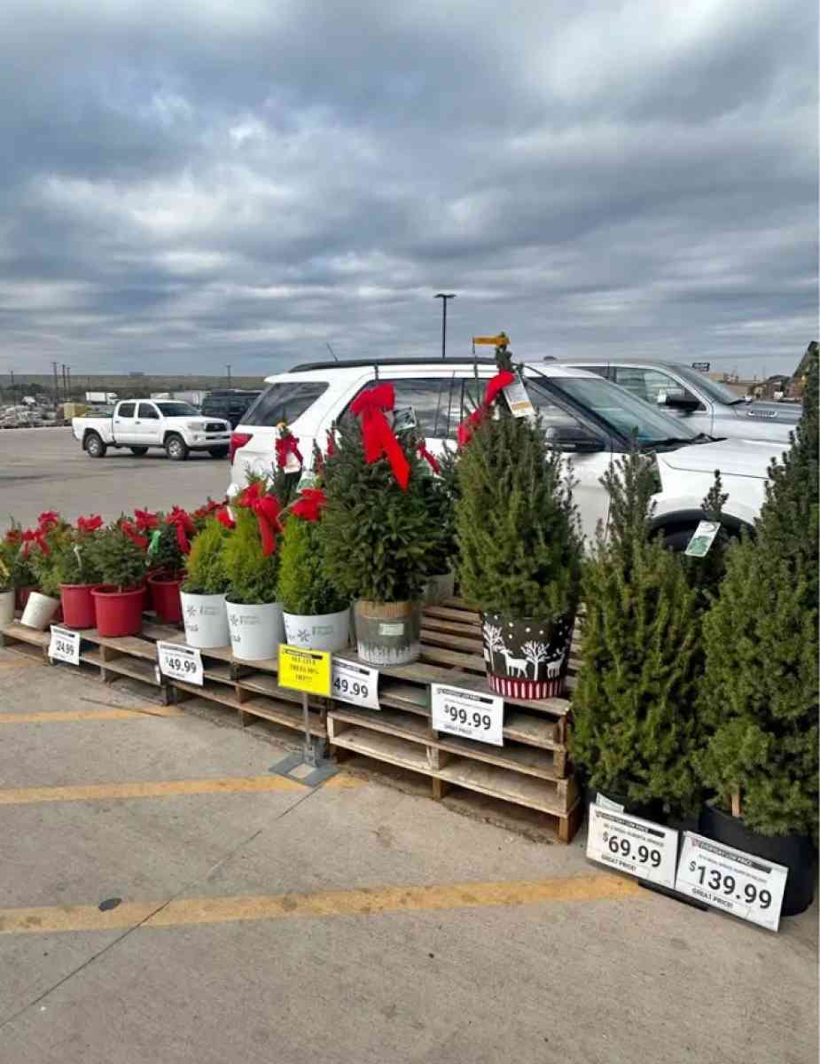all live and artificial Christmas tree - Dallas, Texas - FleaMarketBay