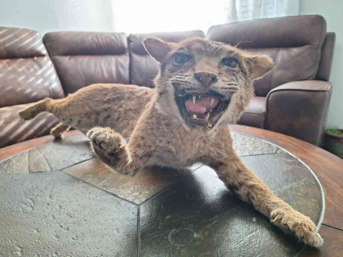 Bobcat Taxidermy - Dallas, Texas - FleaMarketBay