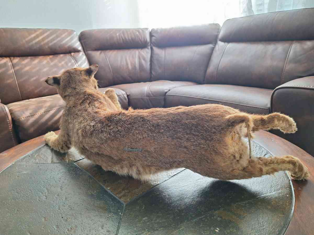 Bobcat Taxidermy - Dallas, Texas - FleaMarketBay