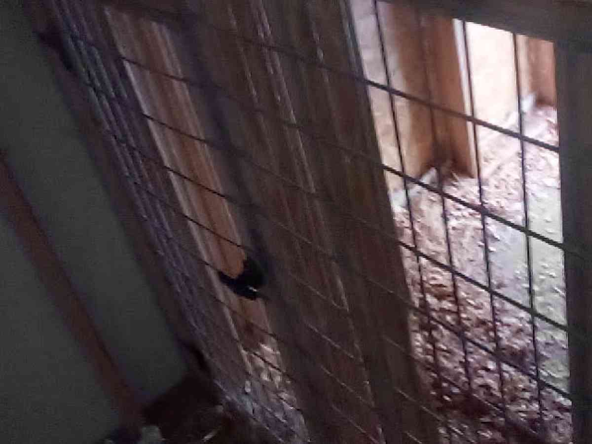 4Bay Dog kennel for breading o