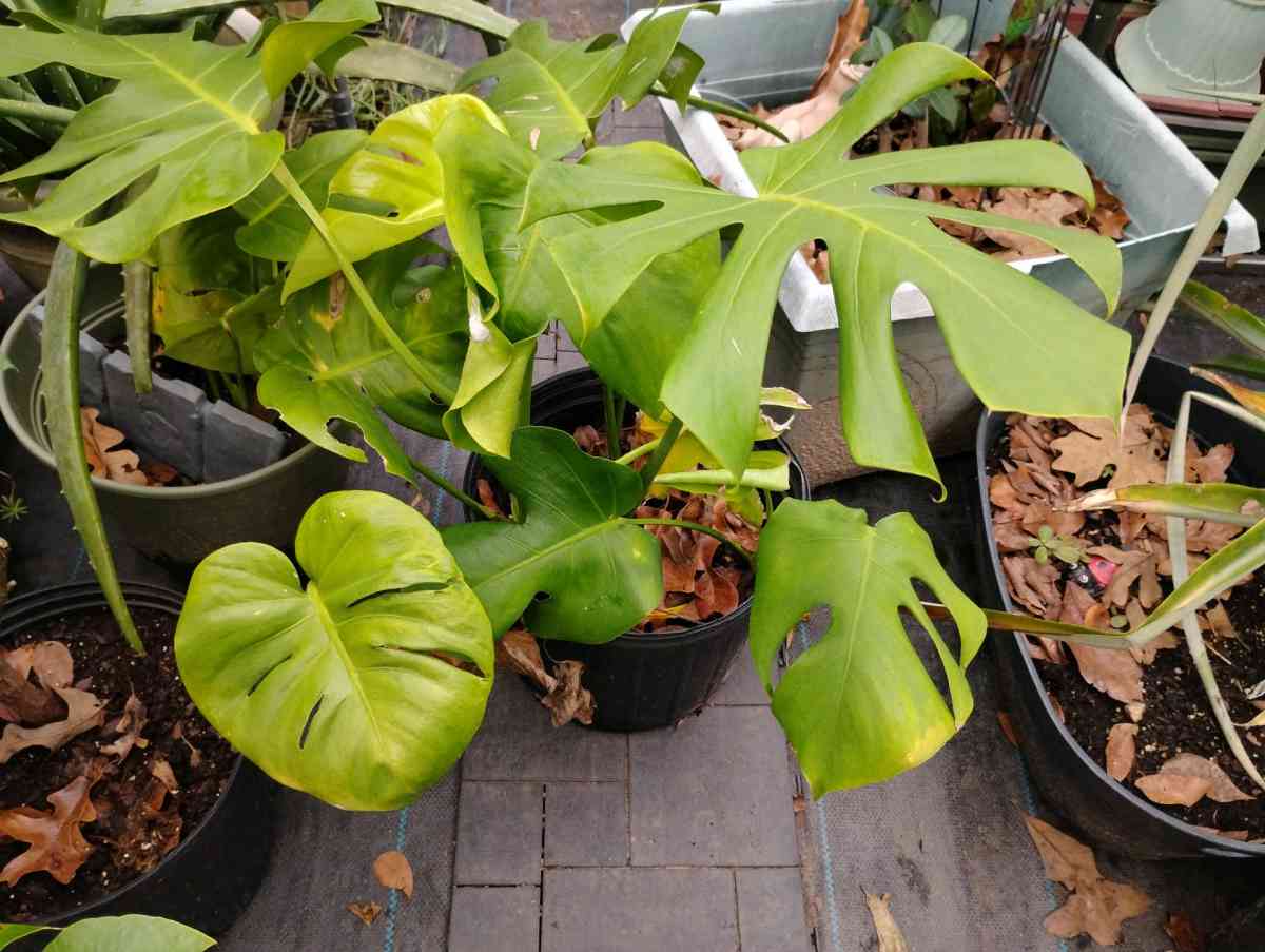Live Monstera plants