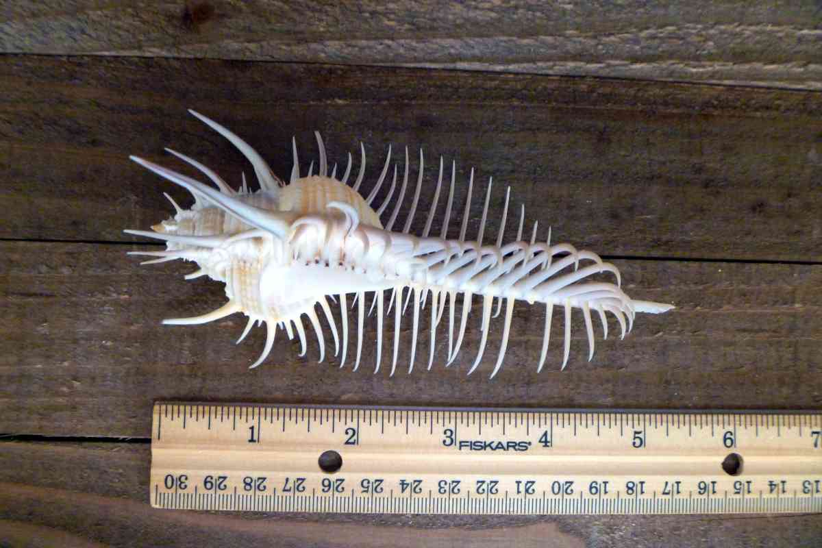 Venus comb murex 3 and 6 sizes exotic shell seashells beach