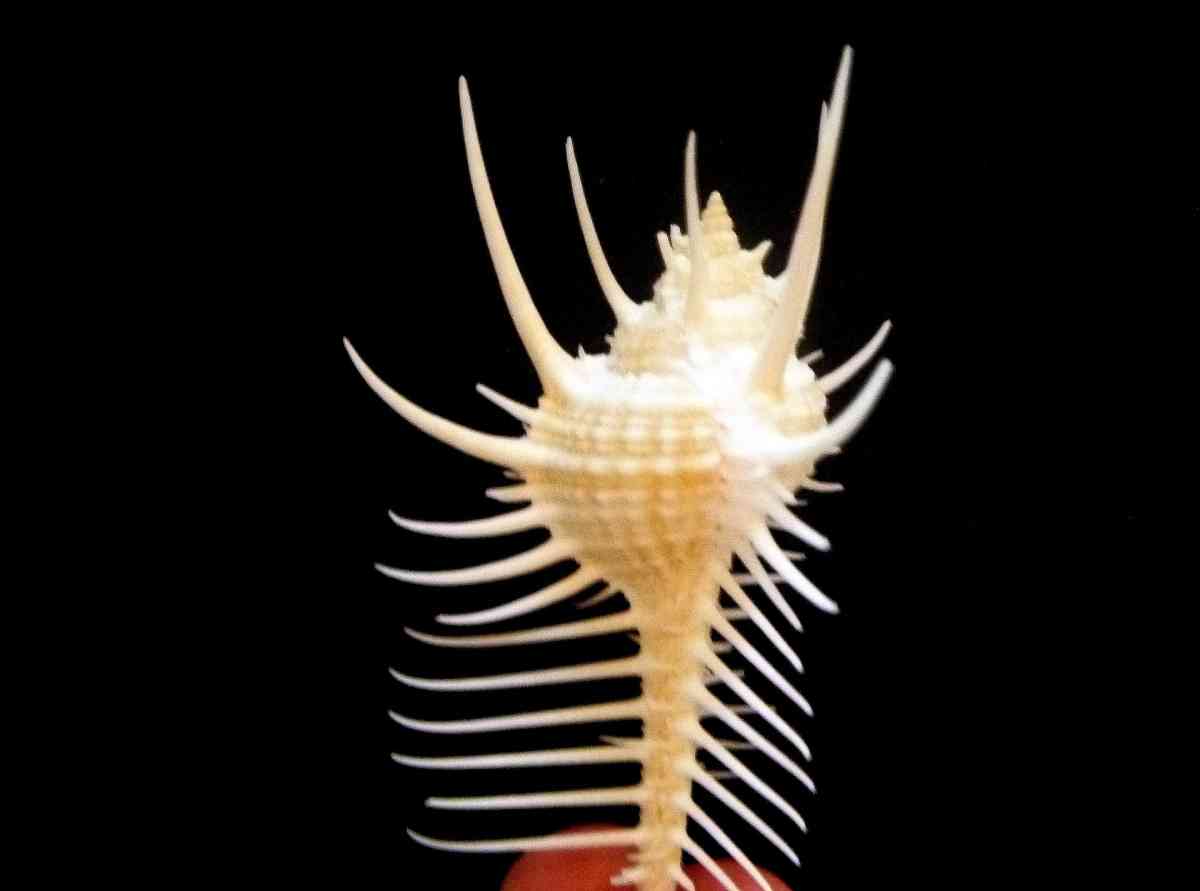 Venus comb murex 3 and 6 sizes exotic shell seashells beach