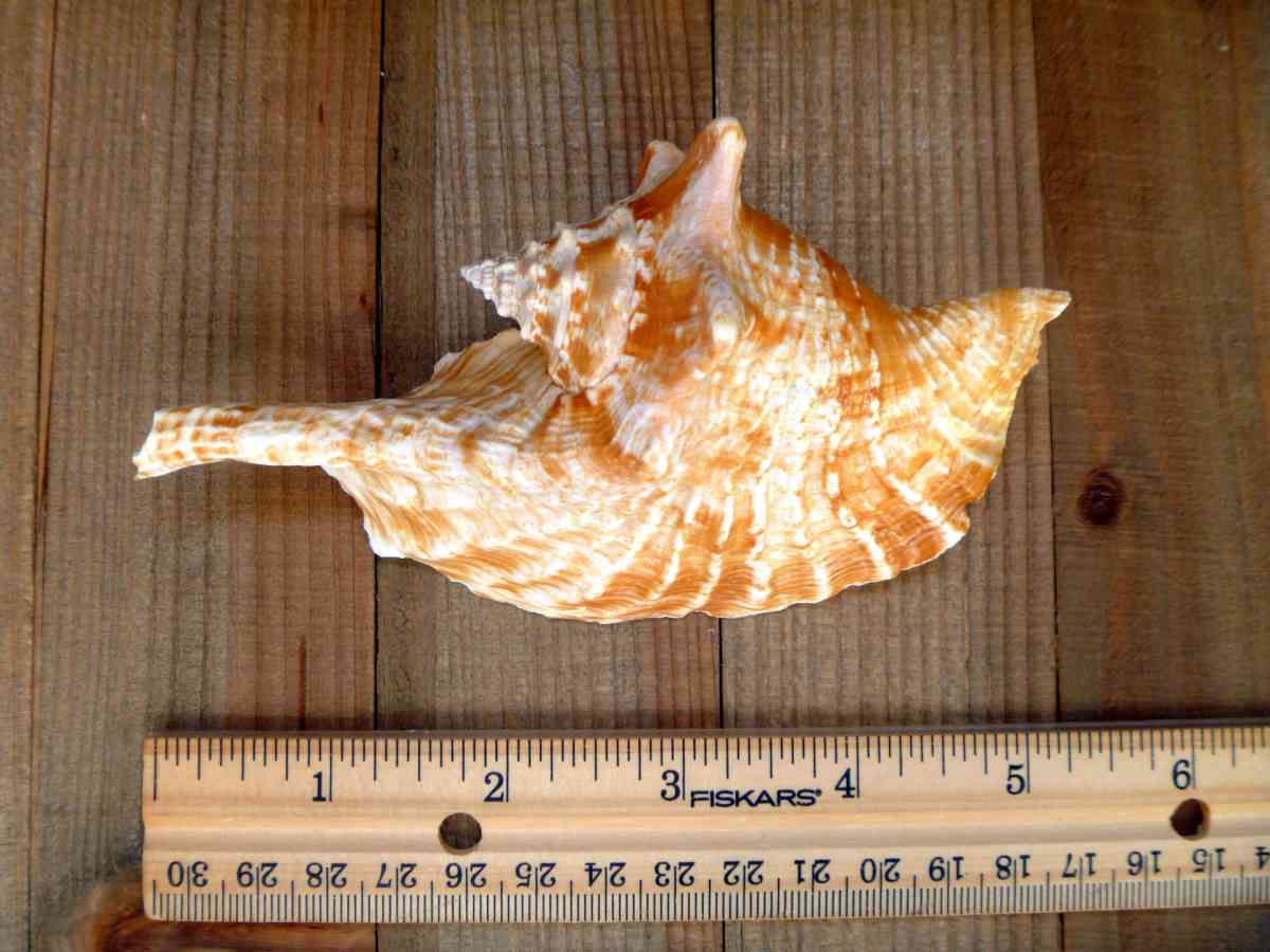 Rooster conch 6 strombus gallus roostertail shells seashells