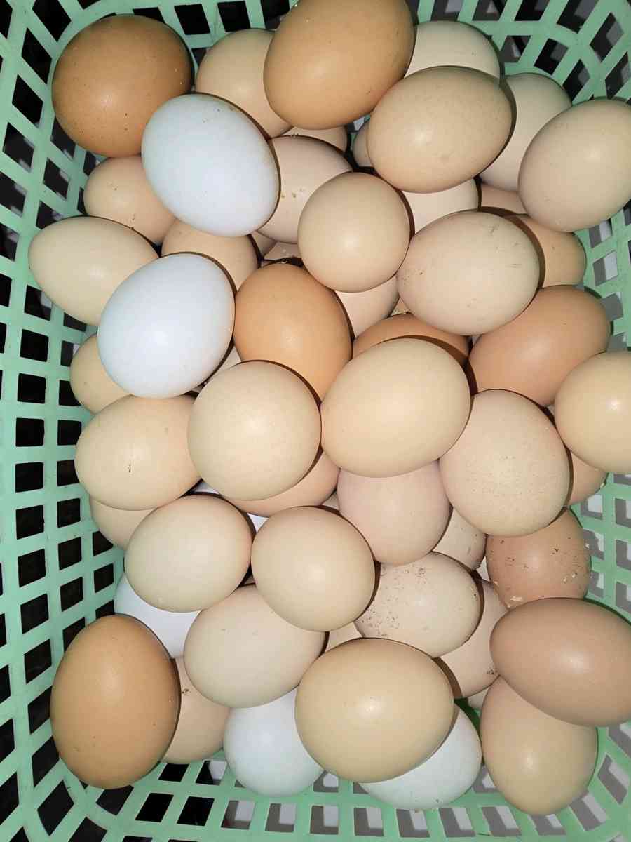 Fresh Fresh ferterilized eggs