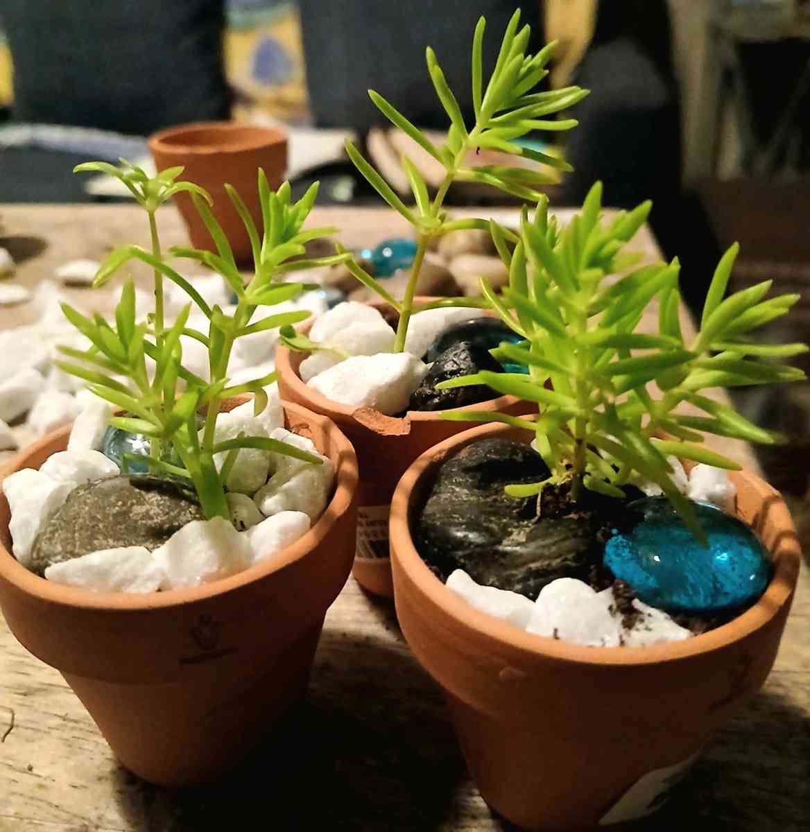 succulents and ground cover plants